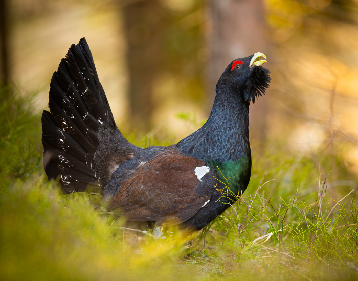 Western Capercaillie standing in grass