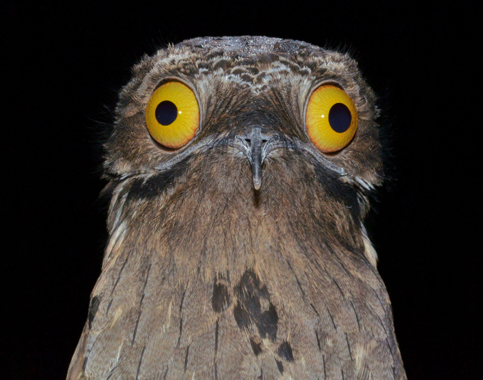 close up of a potoo