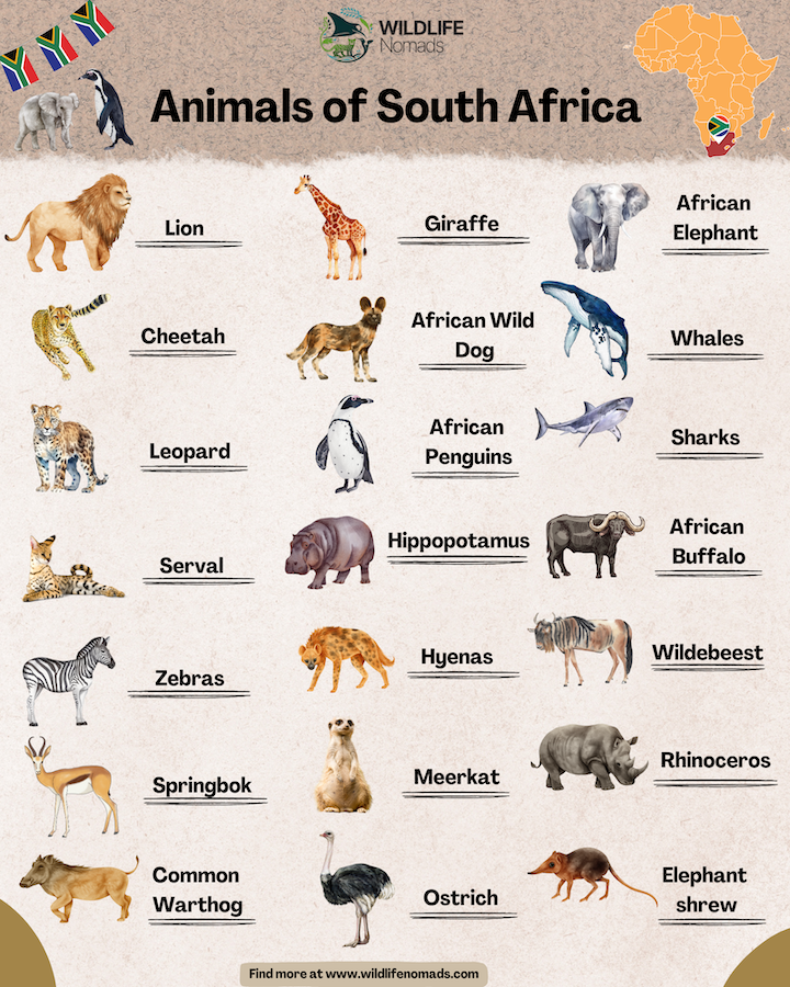 Animals Of South Africa Iconic Wildlife Wildlife Nomads Animals Of South Africa Iconic Wildlife Wildlife Nomads