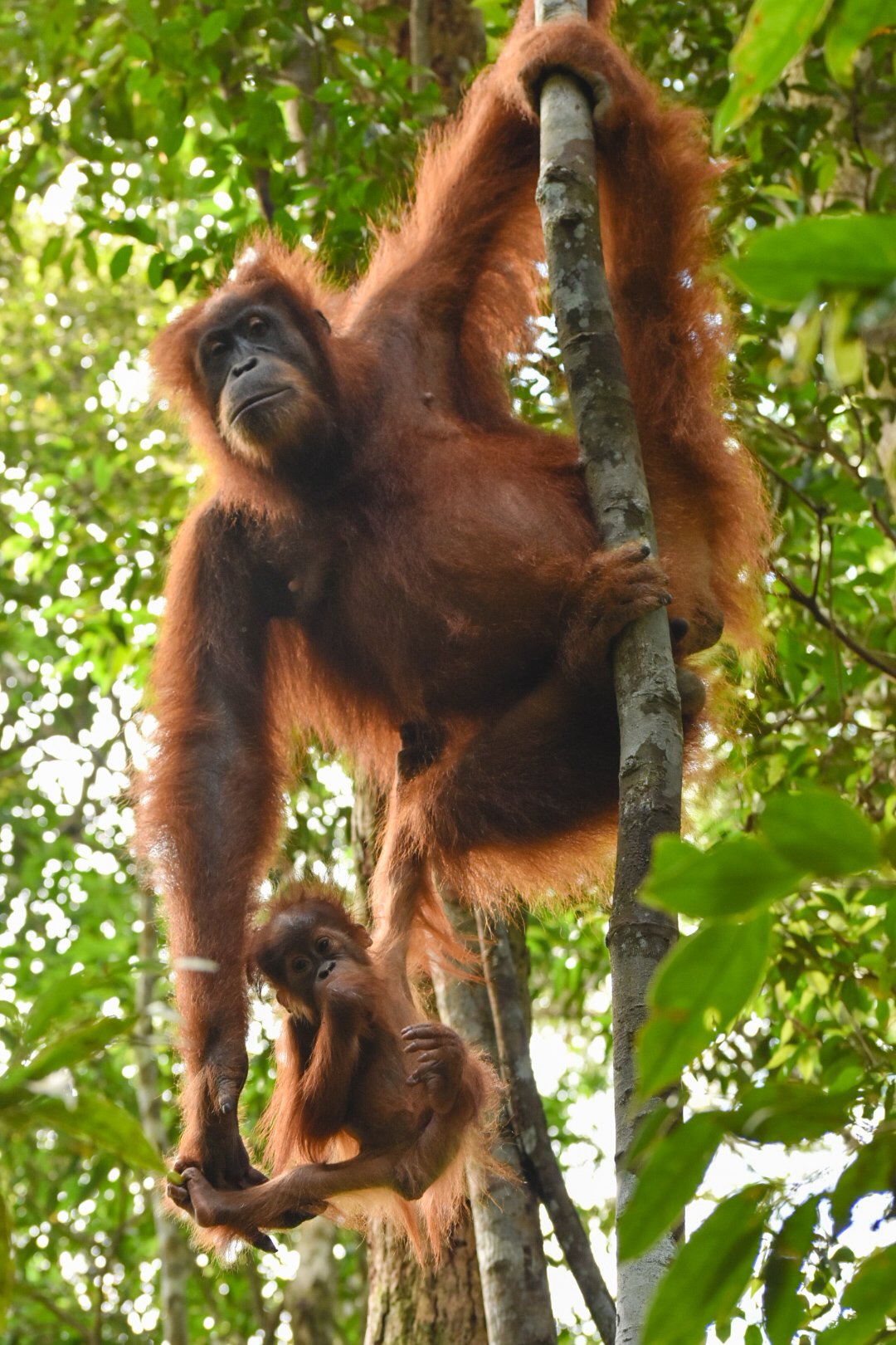  orangutang and her baby hanging from a tree