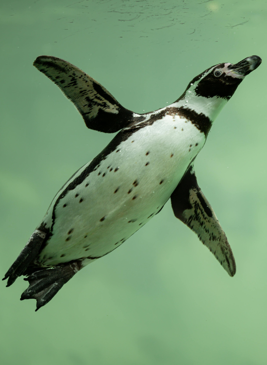 underwater photo of a penguin swimming under the water
