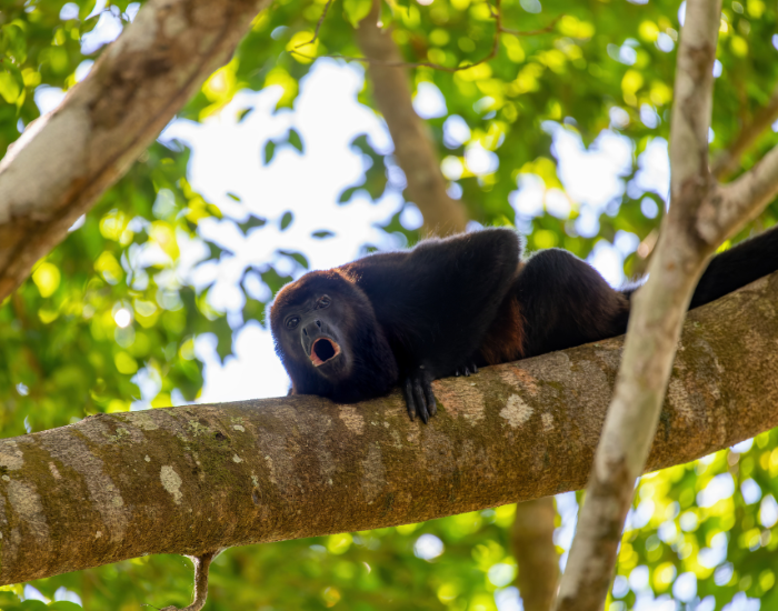 A Mantled Howler Monkey Howling on Top of a Tree