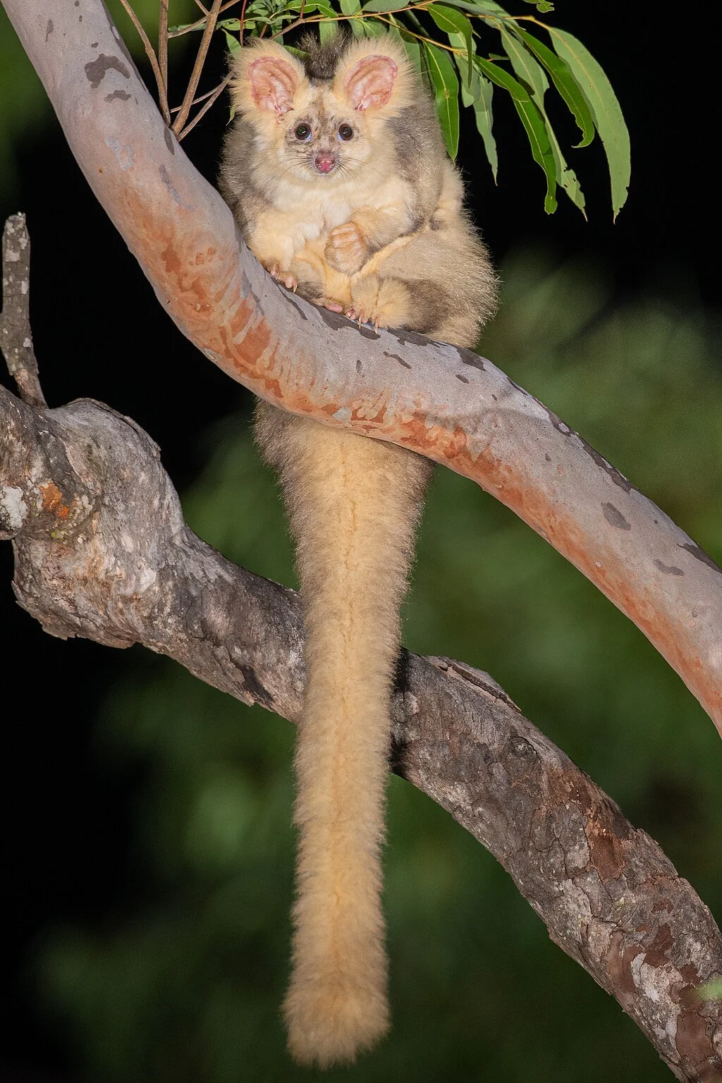Greater glider on a tree branch