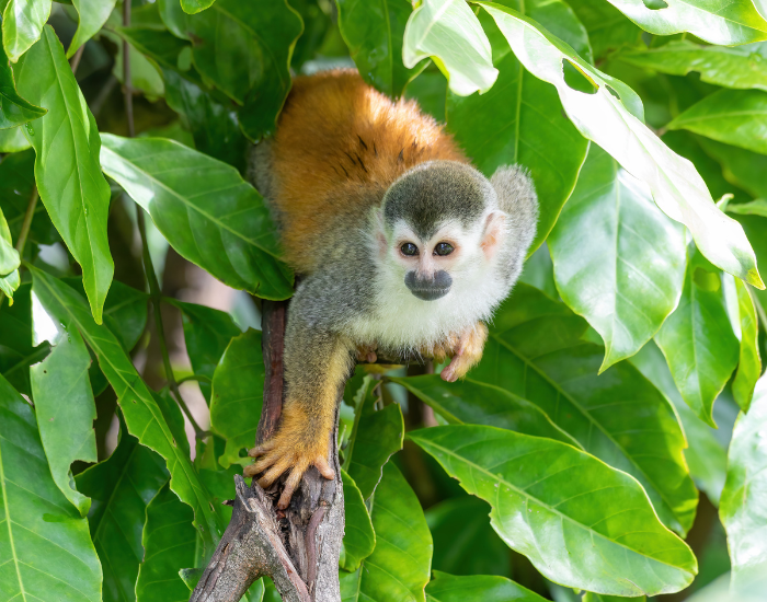 squirrel monkey on a tree