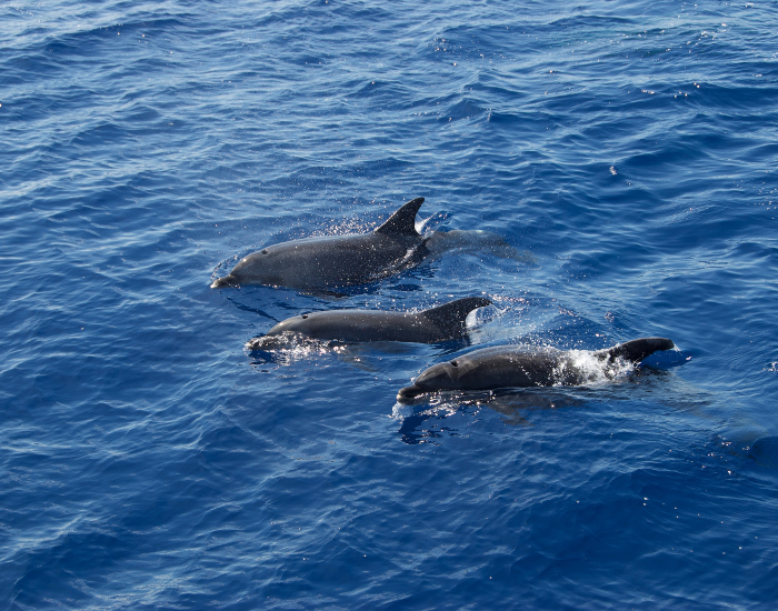 Neil Harvey three black dolphins swimming on the surface of the ocean