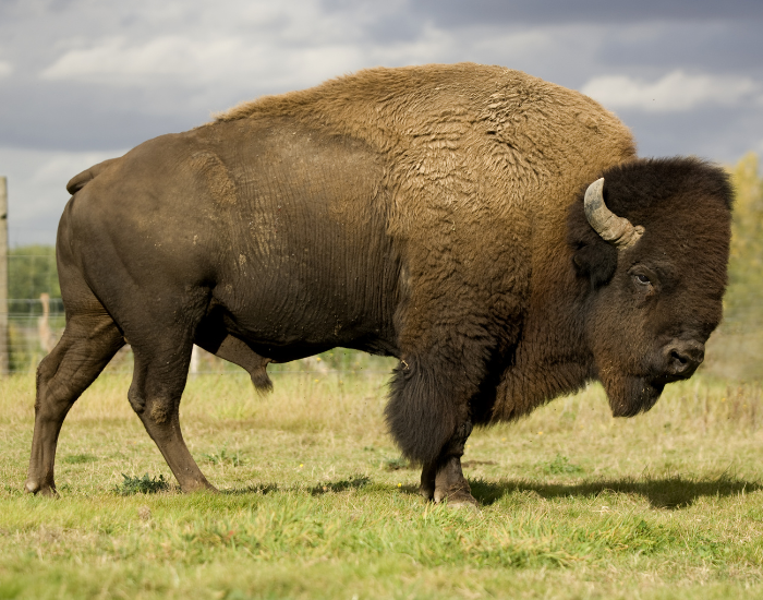european bison on a grassland