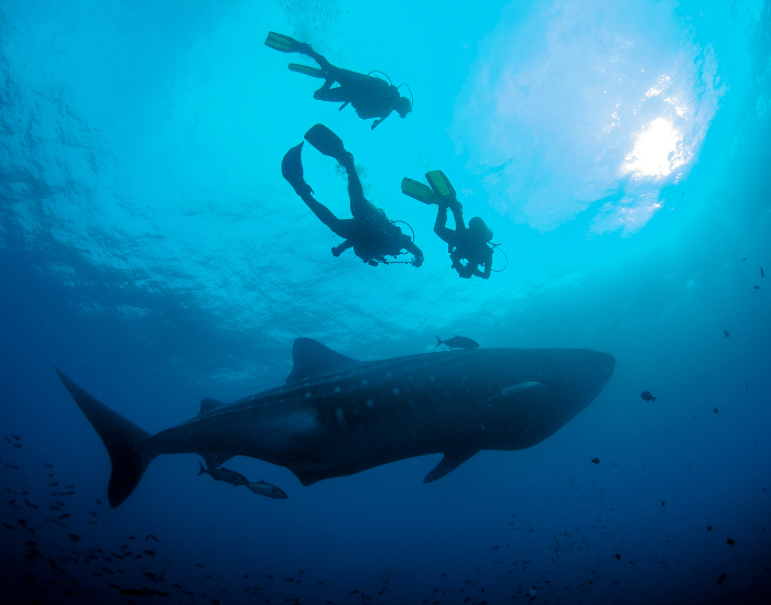 underwater photo of a whale shark and three scuba divers in galapagos islands
