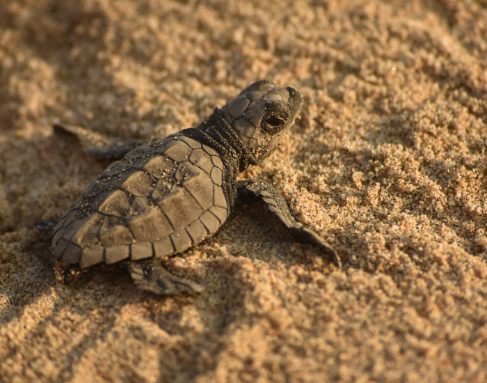 Cesar Medina Davila baby turtle on sand on the beach