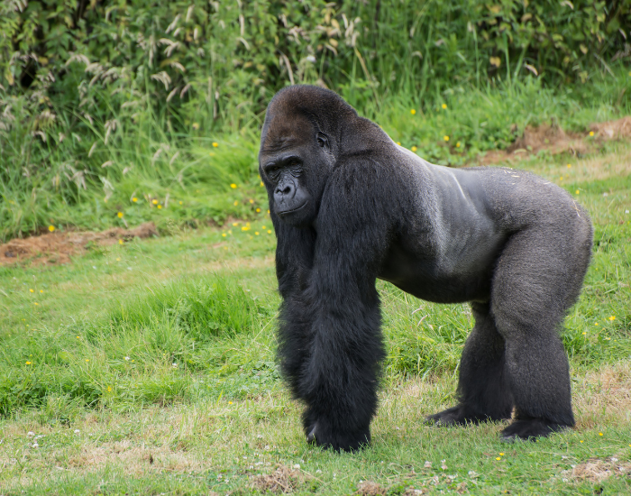 gorilla standing on grass