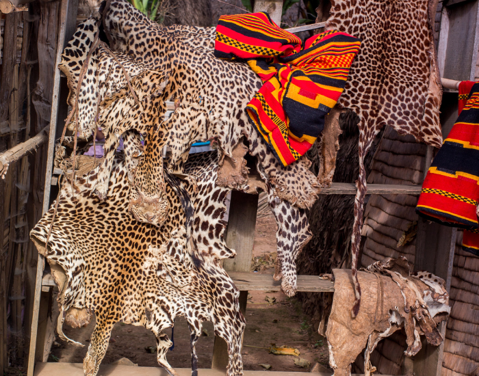 leopard skin fro sale from illegal hunting