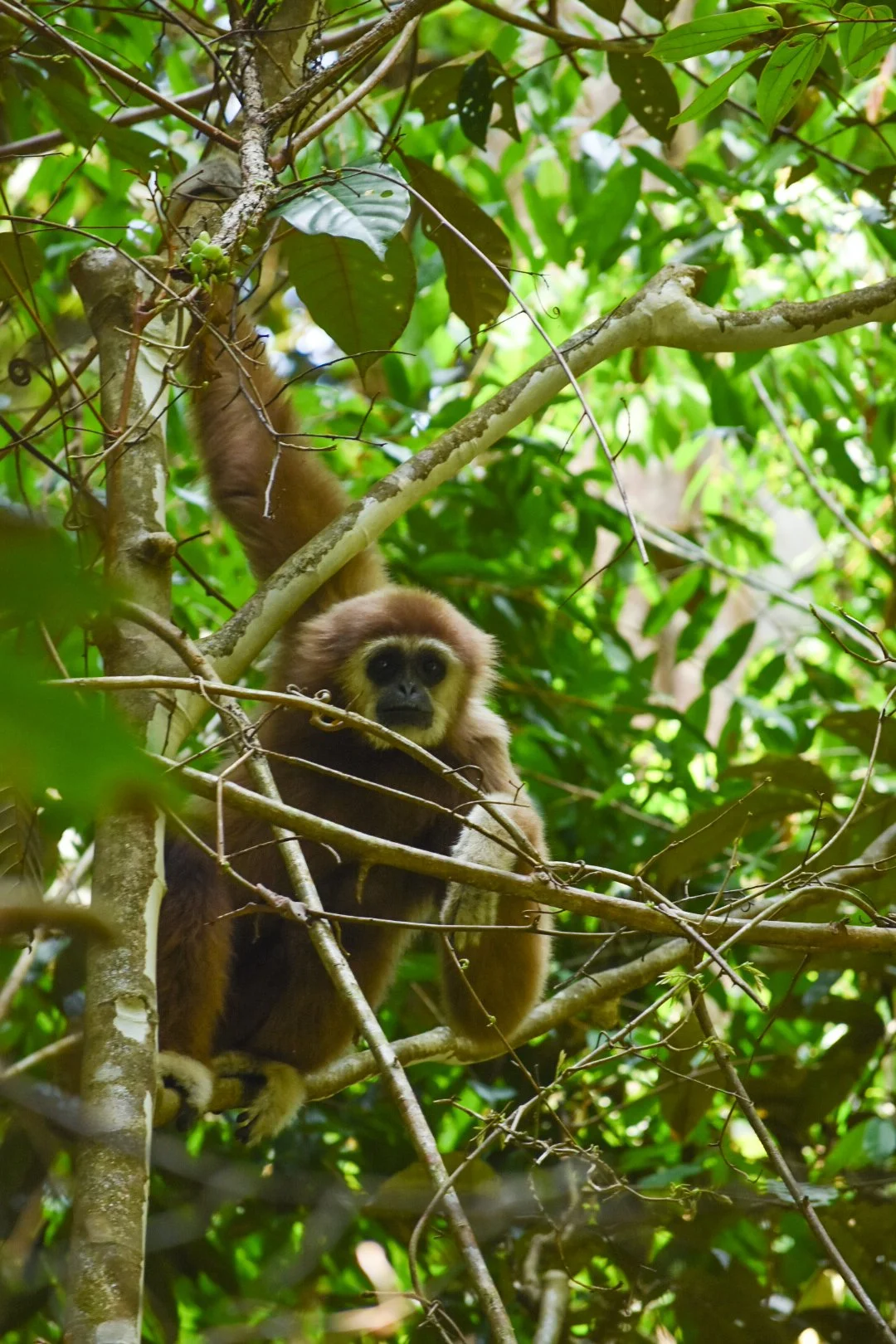 Cesar Medina Davila A White Handed Gibbon on a Tree in the Jungle