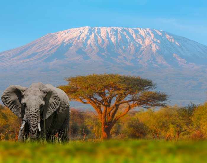Best National Parks Of Kenya To See Wildlife Wildlife Nomads Best National Parks Of Kenya To See Wildlife Wildlife Nomads