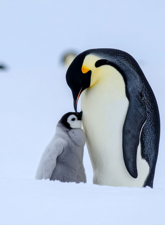 an emperor penguin parent with its baby on antartica