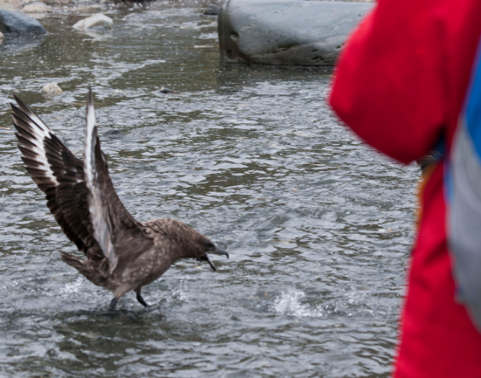 sea bird fishing on a water body with a tourist near by