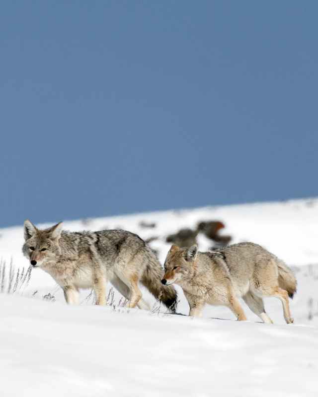 Wolves running in yellowstone