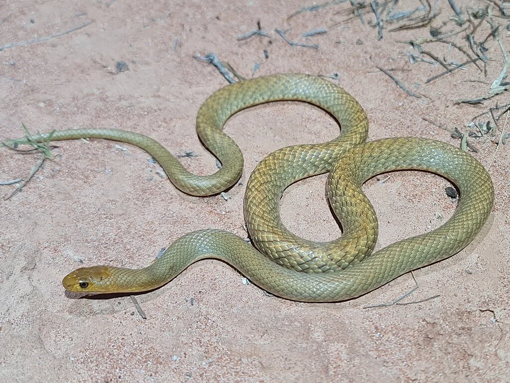a green looking western brown snake on the desrt