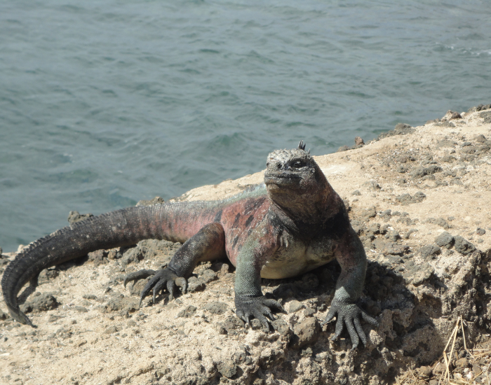 marine iguana laying on a rock getting exposure to sun
