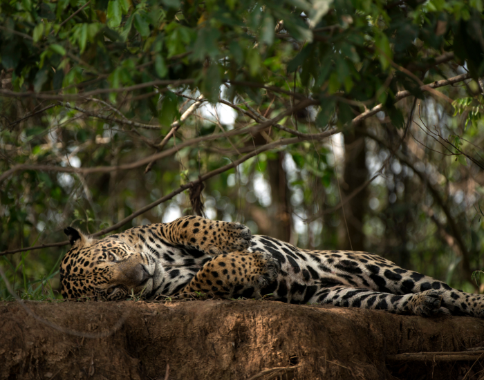 Jaguar Laying on the Ground in a jungle