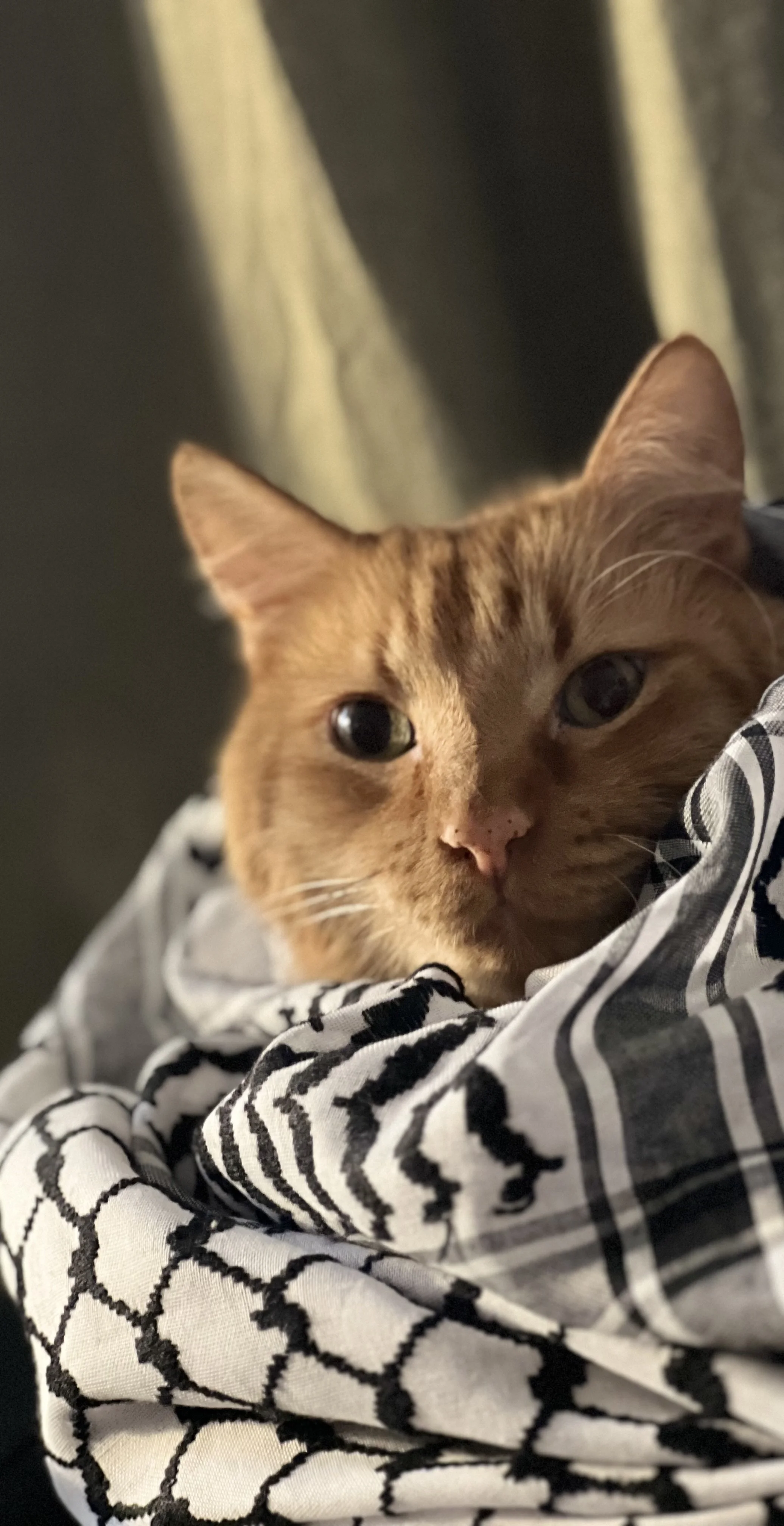 Portrait photograph of an orange cat named Nacho wearing a Palestinian keffiyeh