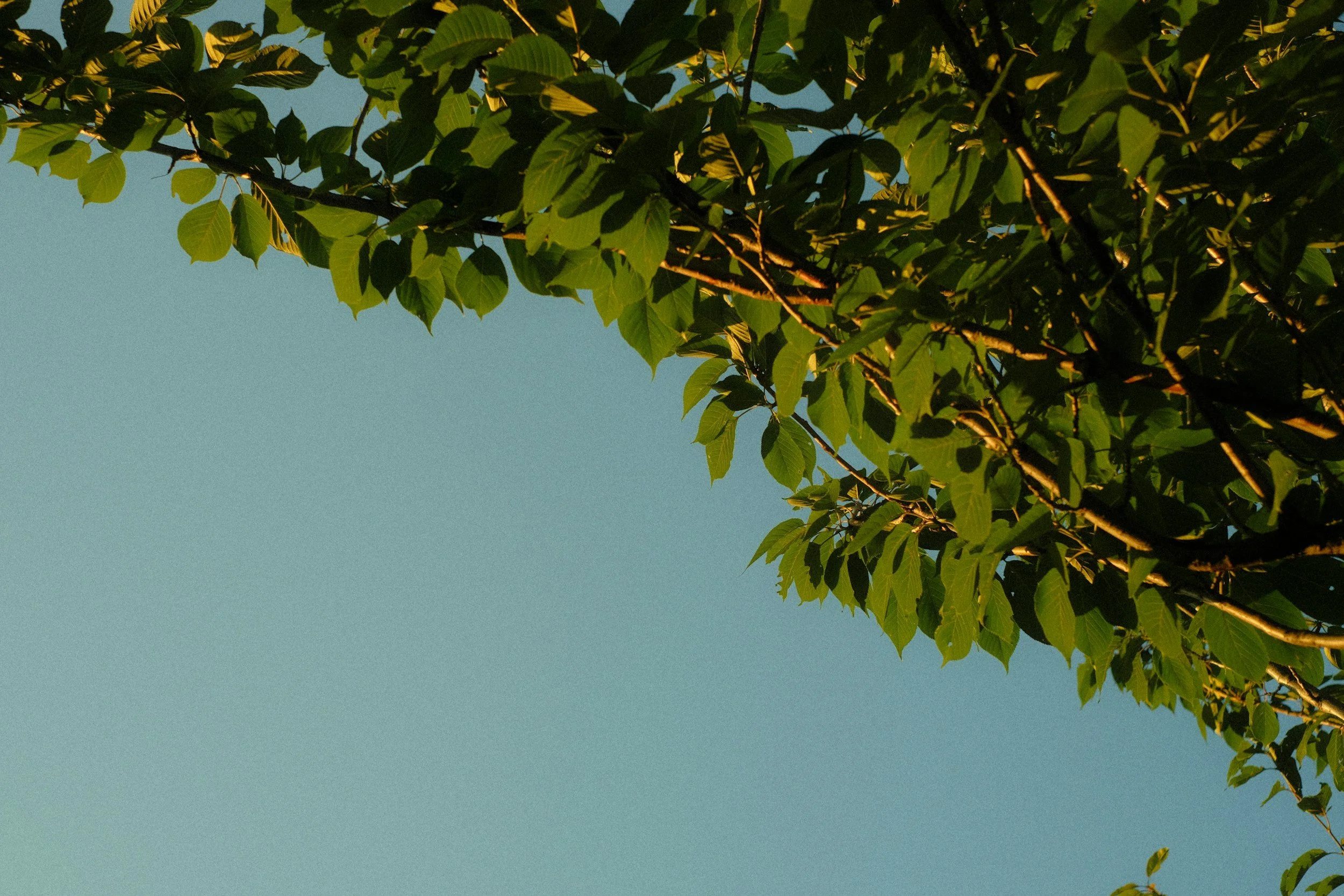Tree branches with green leaves against a clear blue sky.
