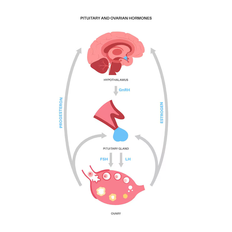 pituitary-ovarian-hormones-part-female-reproductive-system-connection-with-ovary-pituitary-gland-pathway-estrogen-progesterone-from-hypothalamus-ovary-vector-illustration_206049-2067.png
