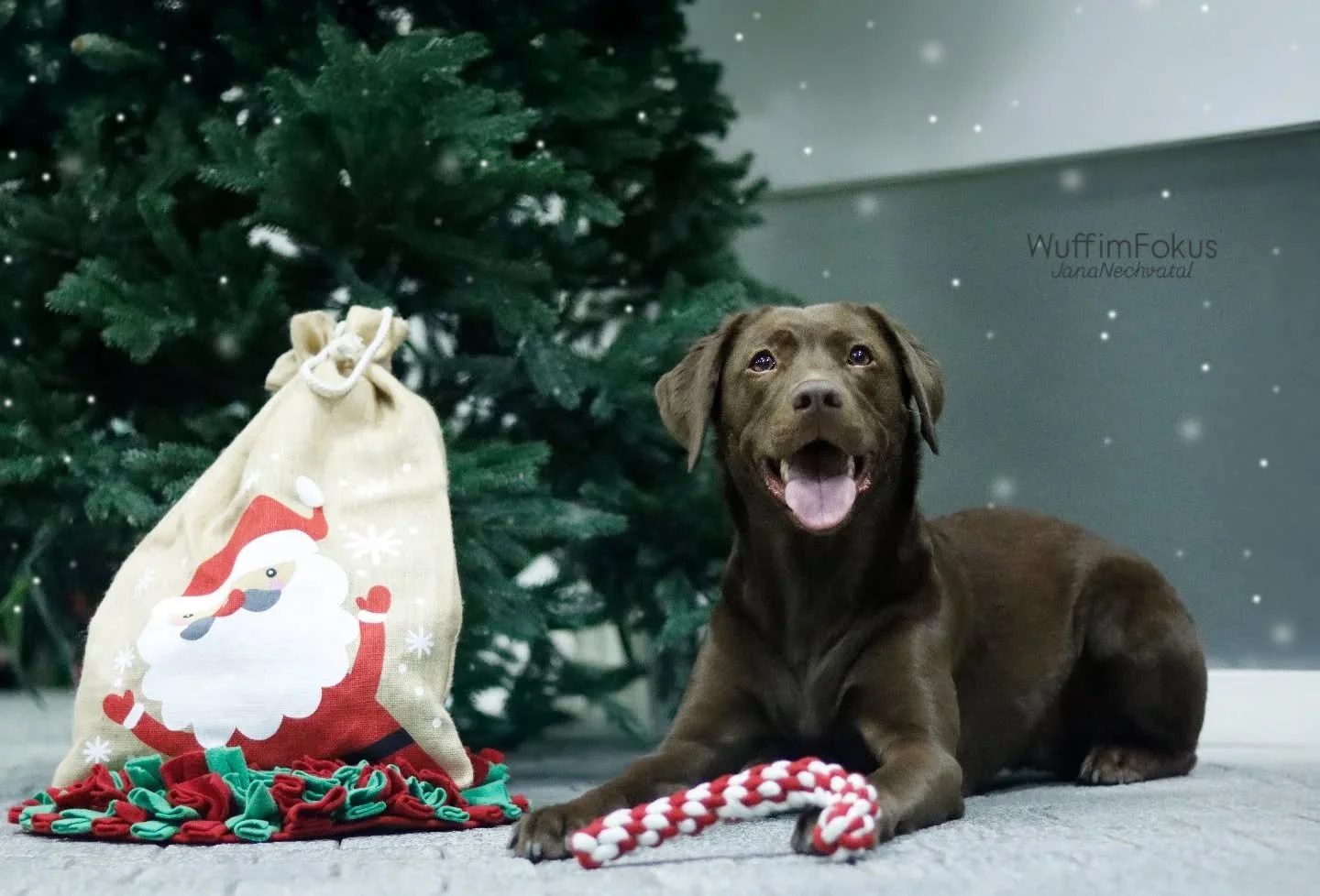 Gestern war die s&uuml;&szlig;e Maya zum Weihnachtsshooting da und hofft, dass in dem Sack neben ihr gaaanz viele Leckerlies f&uuml;r sie drinnen sind. 
Vielen Dank dass ihr 3 da wart @mariiie_de

Wenn ihr von euren Fellnasen 🐶🐱 auch noch Weihnacht