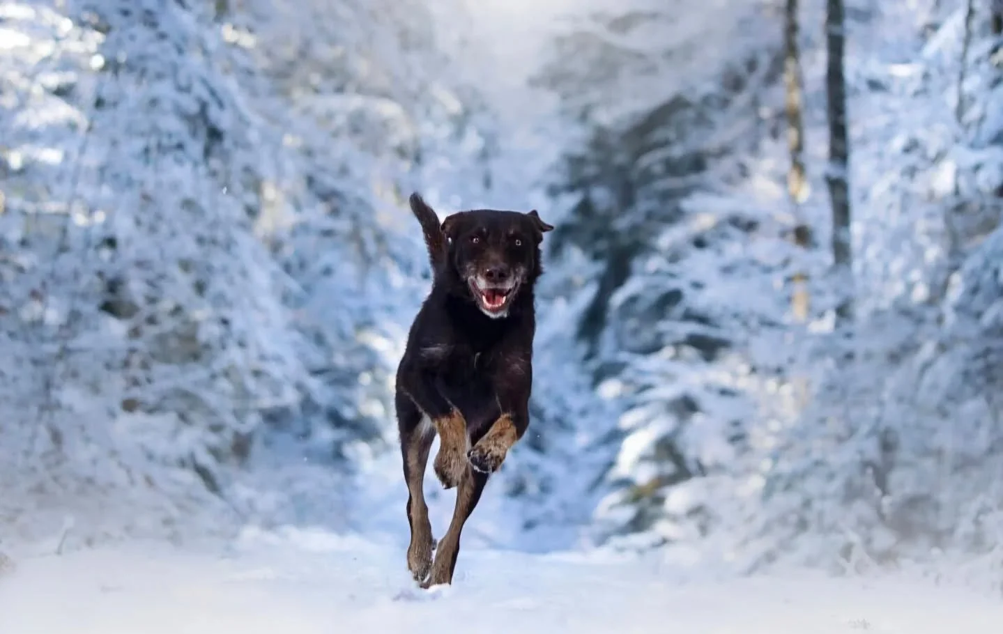 Schneeliebe ❄️

Spontane Schneefotoaktion f&uuml;r n&auml;chste Woche ❄️ Mehr Infos findet ihr im Highlight "Aktuelles"

#hundeliebe #Hundeshootings #hundefotografie #weihnachten #weihnachtsshooting #tierschutz #tierschutzhund