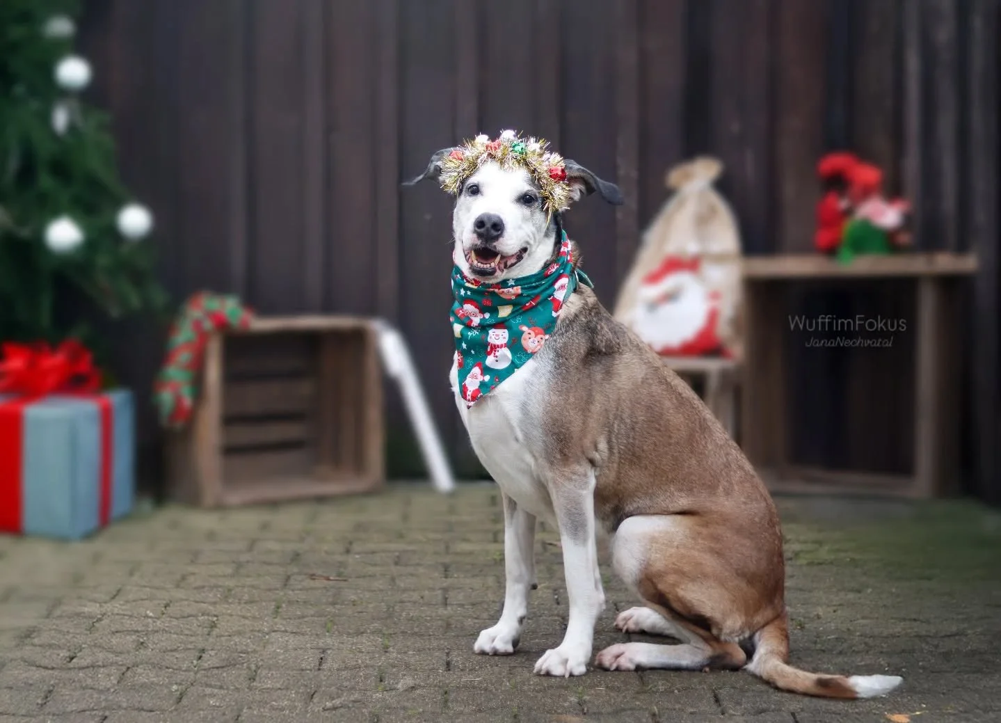 Die liebe H&uuml;ndin Naya, wartet noch auf ihr Weihnachtswunder und w&uuml;nscht sich ihr eigenes Zuhause.
Die goldige Maus wartet im @tierheimkarbach_wangen auf euch.

#hundeliebe #Hundeshootings #hundefotografie #weihnachten #weihnachtsshooting #t