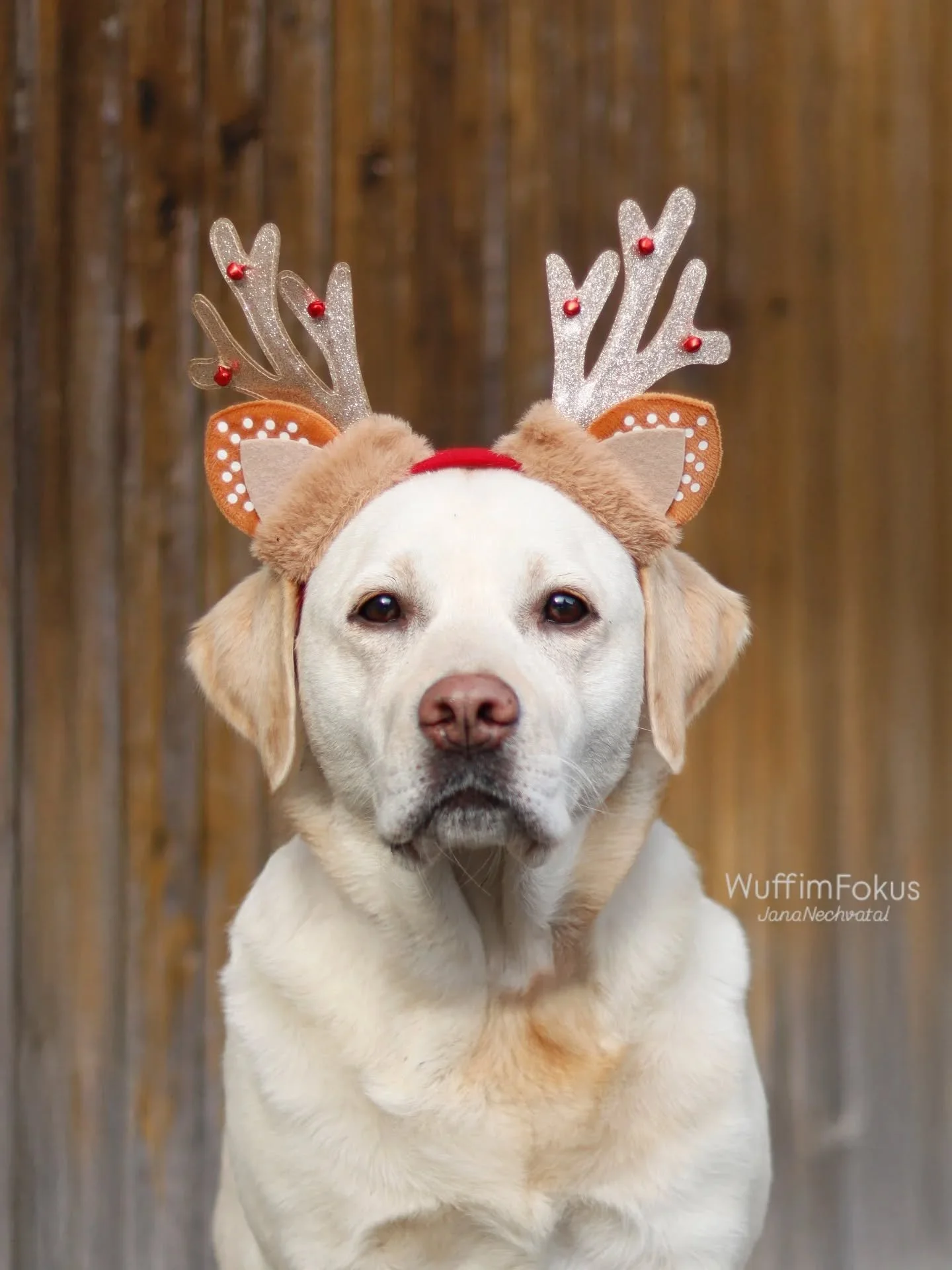 Nova war beim Weihnachtsshooting als Rudolf unterwegs und hat damit 15&euro; ans @tierheimkarbach_wangen gespendet. 🥰

#fotografie#fotos#tierfotografie#tierschutz