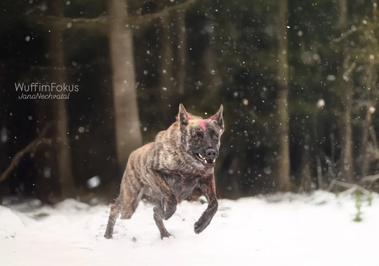 Das Powerpaket Kaos fand den Schnee auch super 🥰

#hundeliebe #Hundeshootings #Schnee #schneefotos