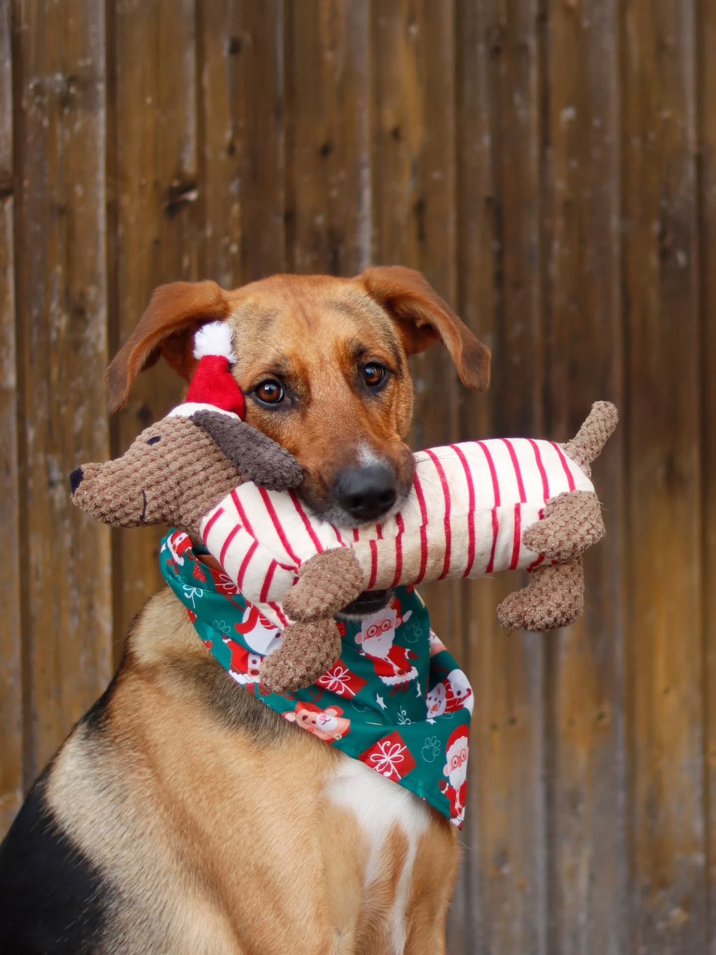 Pino beim Modeln mit dem Weihnachtsdackel 🥰🫶🏼
#fotografie#fotos#tierfotografie#tierschutz