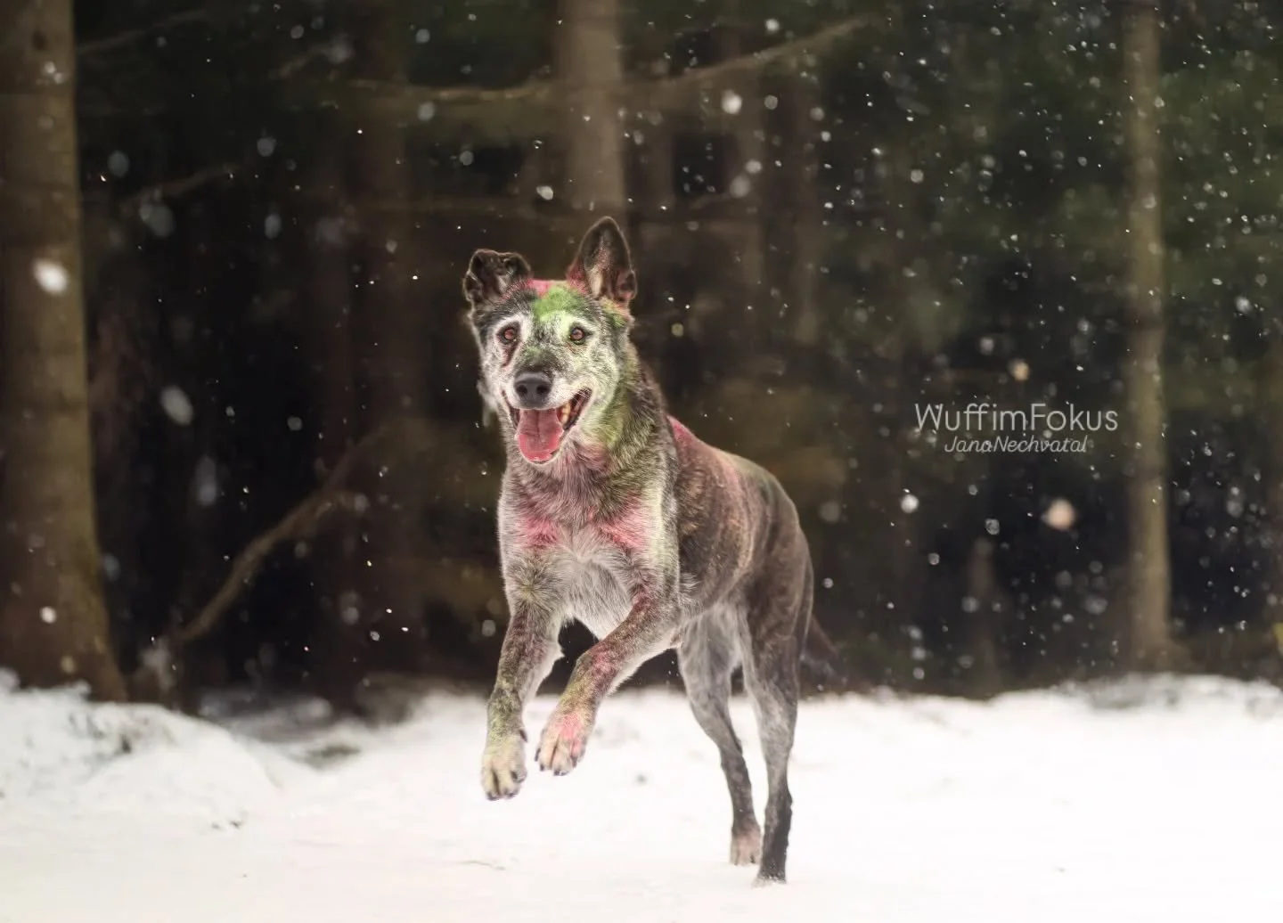 Baya hatte es beim Holishooting auch lustig und hat im Schnee richtig Gas gegeben 🥰 Ein bunter Hund im Schnee hat doch auch was 😊

#hundeliebe #Hundeshootings #Schnee #schneefotos