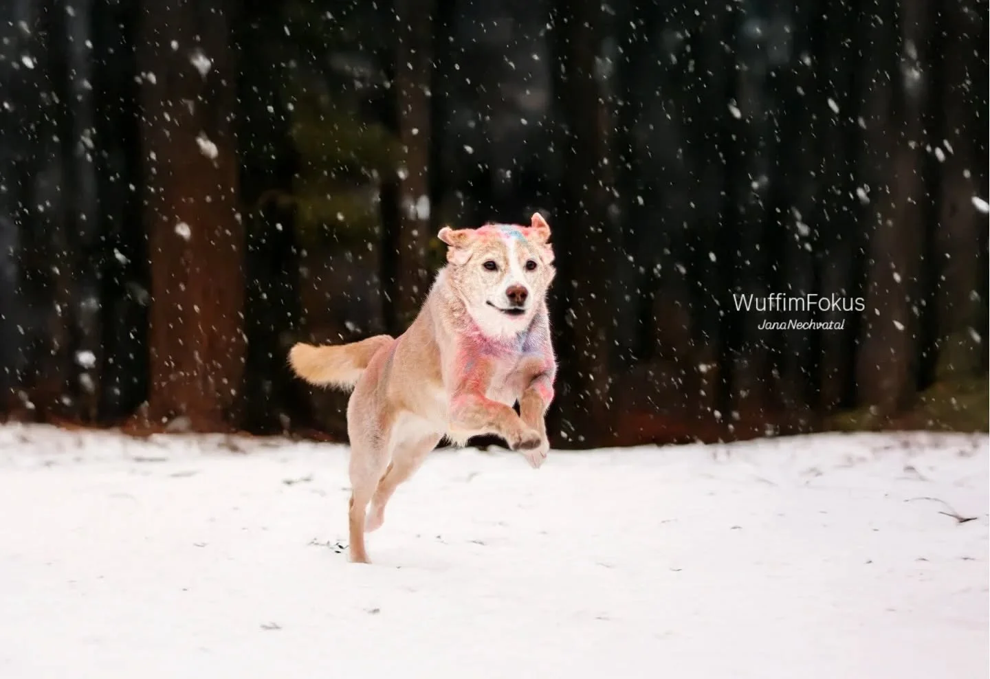 Die liebe Ella war eigentlich zum Holishooting da, darum ist sie auch so bunt 🤣 aber den Schnee mussten wir dann auch noch f&uuml;r Winterbilder nutzen. ❄️☃️

#hundeliebe #Hundeshootings #Schnee #schneefotos