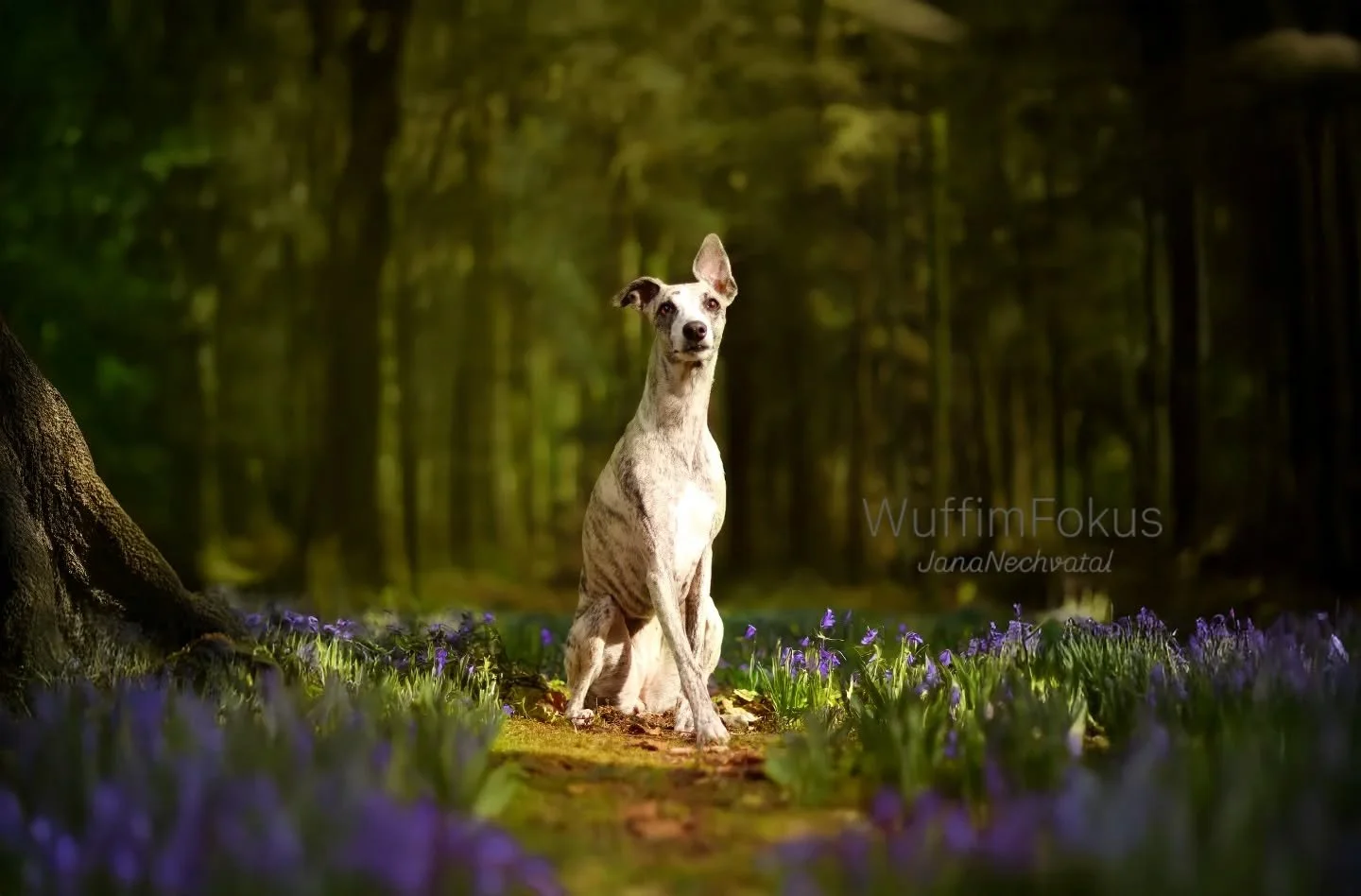 Hallo Fr&uuml;hling 🪻
Whippetdame Yuna im Bl&uuml;tenzauber 💜

|Ich bin Jana, Hundefotografin aus Leidenschaft 🐶📸
Hier steht dein Wuff im Fokus &ndash; so einzigartig, wie er ist.
Gemeinsam schaffen wir Erinnerungen voller Liebe, Charakter und ec