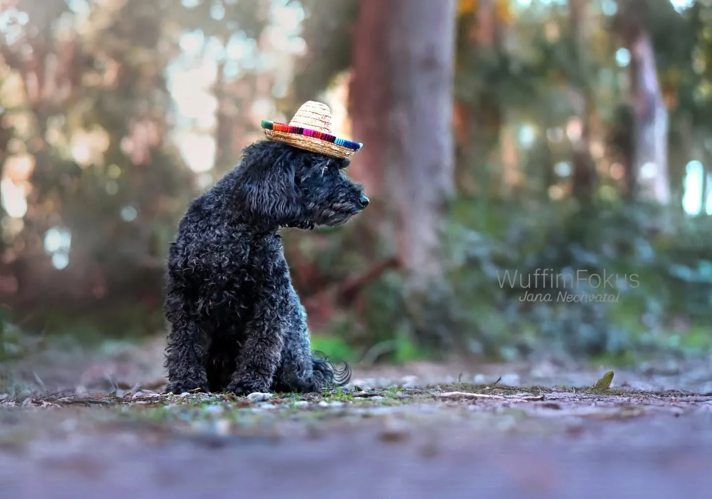 Toby hat seinen Sombrero ausgepackt, steht ihm oder? 🥹

 &iexcl;Viva M&eacute;xico!☀️

|Ich bin Jana, Hundefotografin aus Leidenschaft 🐶📸
Hier steht dein Wuff im Fokus &ndash; so einzigartig, wie er ist.
Gemeinsam schaffen wir Erinnerungen voller 