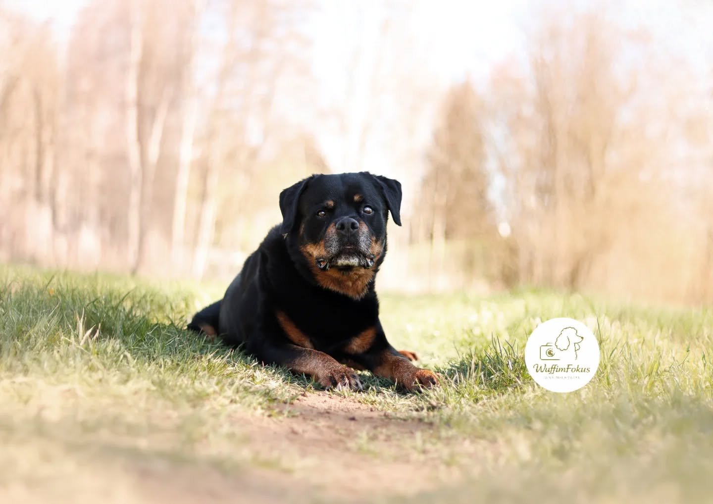 Hank aus dem Tierheim Karbach stand letzte Woche mal wieder vor der Kamera. 🖤🤎

|Ich bin Jana, Hundefotografin aus Leidenschaft 🐶📸
Hier steht dein Wuff im Fokus &ndash; so einzigartig, wie er ist.
Gemeinsam schaffen wir Erinnerungen voller Liebe,