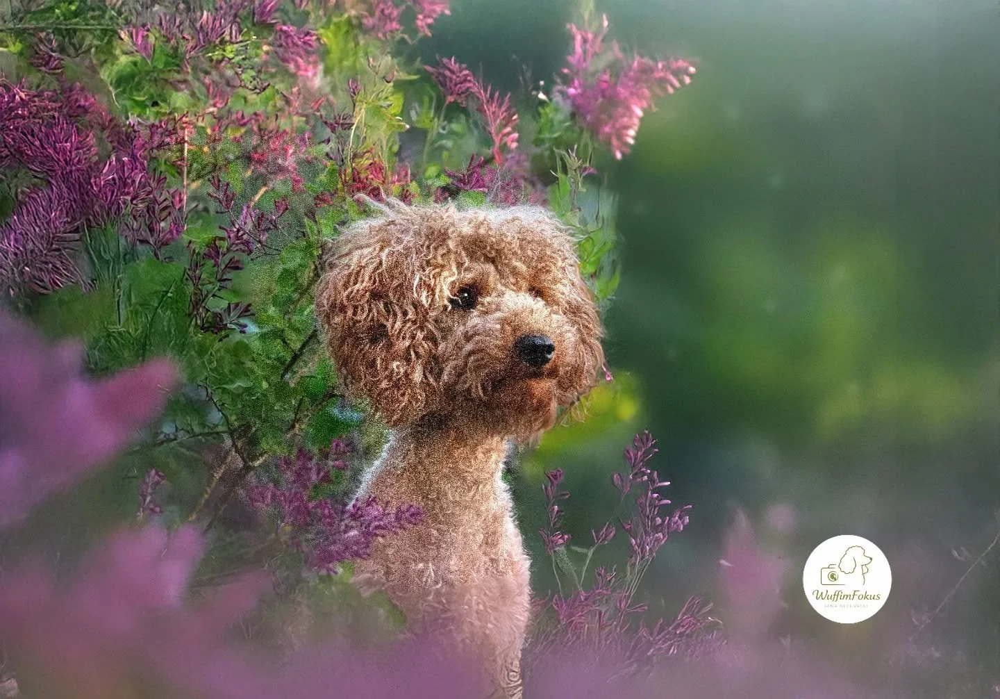 Die kleine Pudeldame Maya freut sich mega &uuml;ber den Fr&uuml;hling und die W&auml;rme 🎀☀️

Ihr wollt ganz pers&ouml;nliche Fr&uuml;hlingsbilder von eurem Schatz? Dann seid ihr hier genau richtig. 🫶🏼

|Ich bin Jana, Hundefotografin aus Leidensch