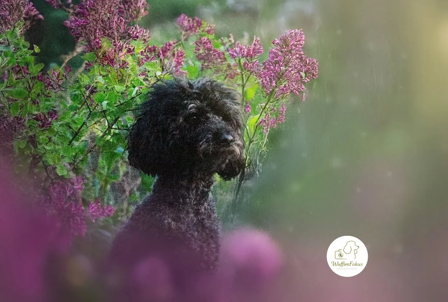 Toby im Bl&uuml;tenzauber 🌸🖤

Ihr wollt ganz pers&ouml;nliche Fr&uuml;hlingsbilder von eurem Schatz? Dann seid ihr hier genau richtig. 🫶🏼

|Ich bin Jana, Hundefotografin aus Leidenschaft 🐶📸
Hier steht dein Wuff im Fokus &ndash; so einzigartig, 