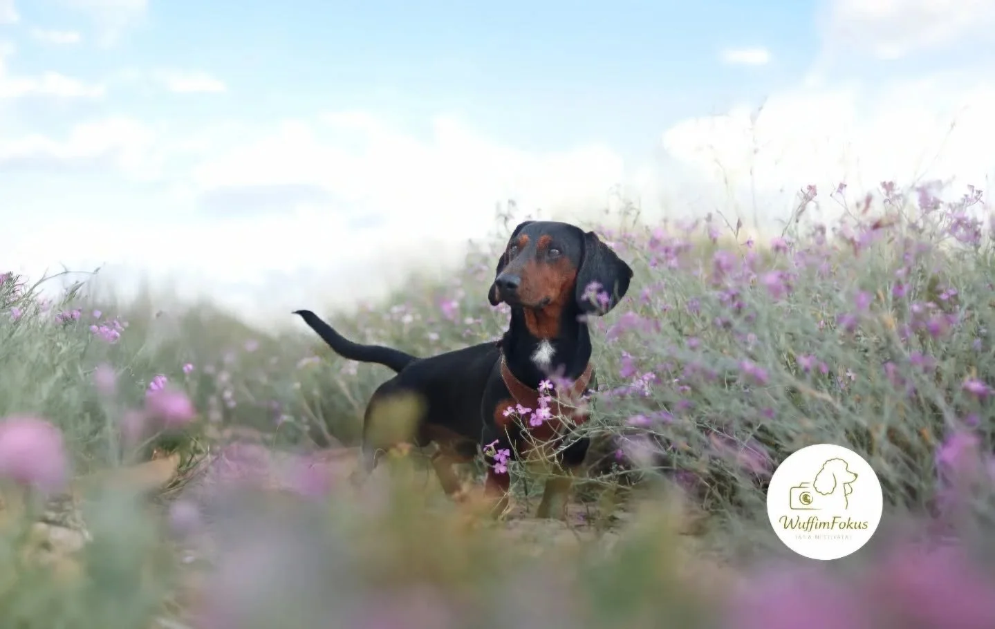 Unser Dackelkumpel Thak im Bl&uuml;tenmeer in Spanien 🩷💜

|Ich bin Jana, Hundefotografin aus Leidenschaft 🐶📸
Hier steht dein Wuff im Fokus &ndash; so einzigartig, wie er ist.
Gemeinsam schaffen wir Erinnerungen voller Liebe, Charakter und echter 