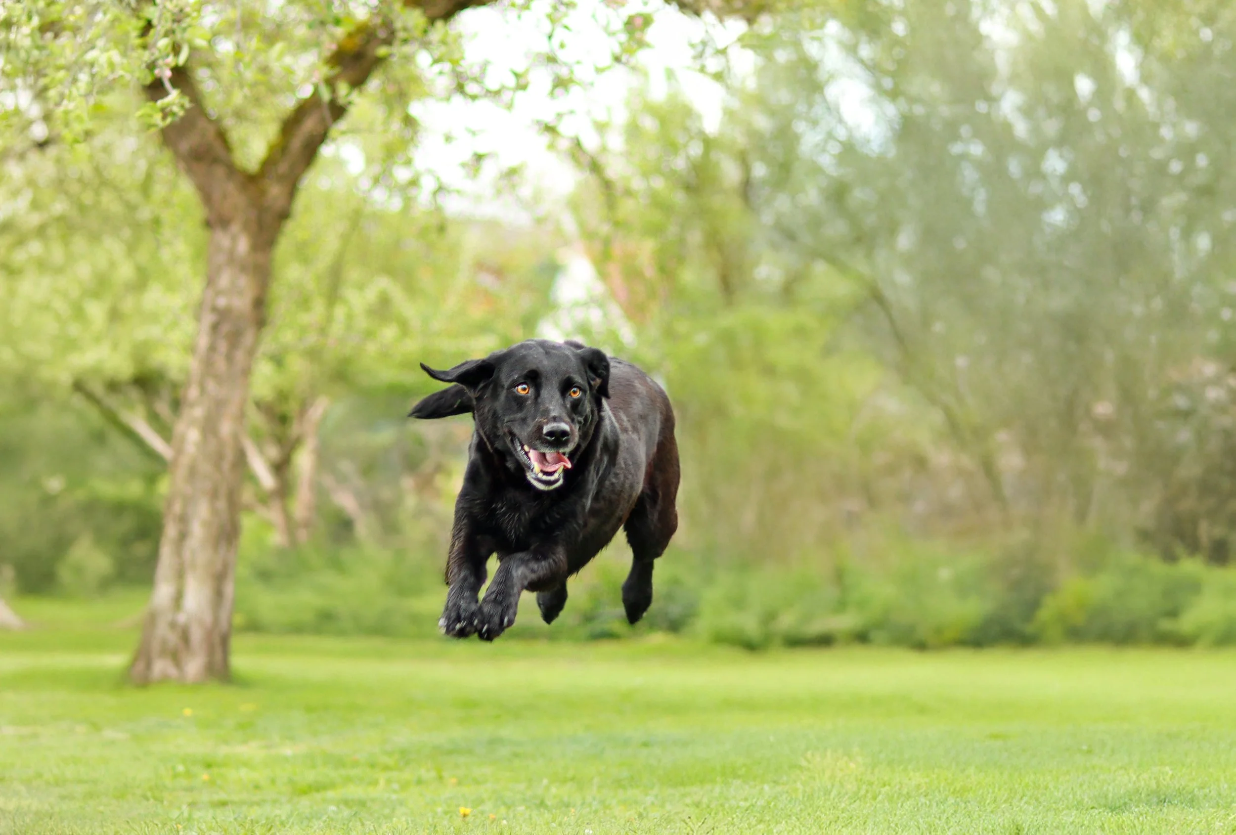 Blacky.1.jpg
