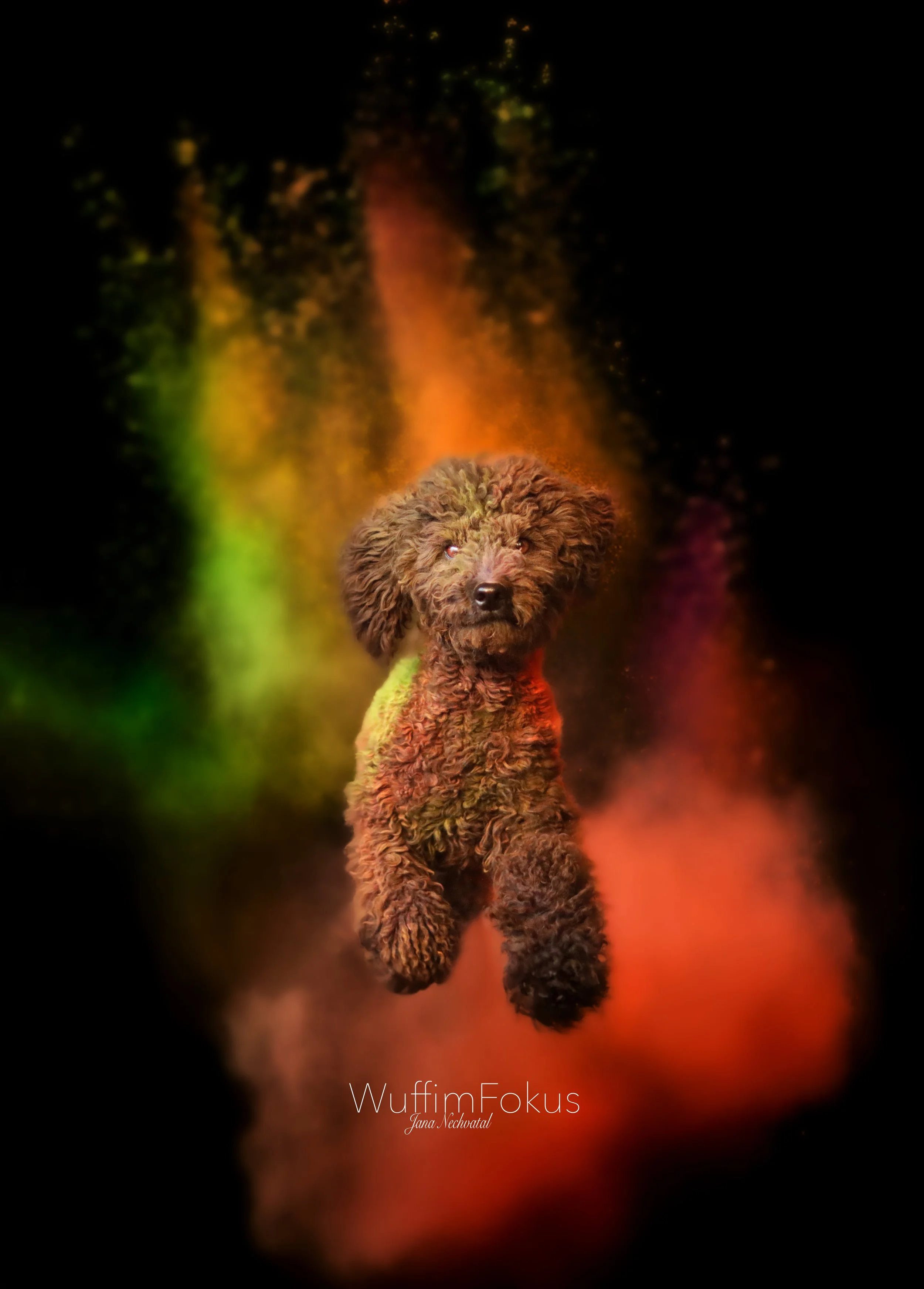 Holi Toby.jpg
