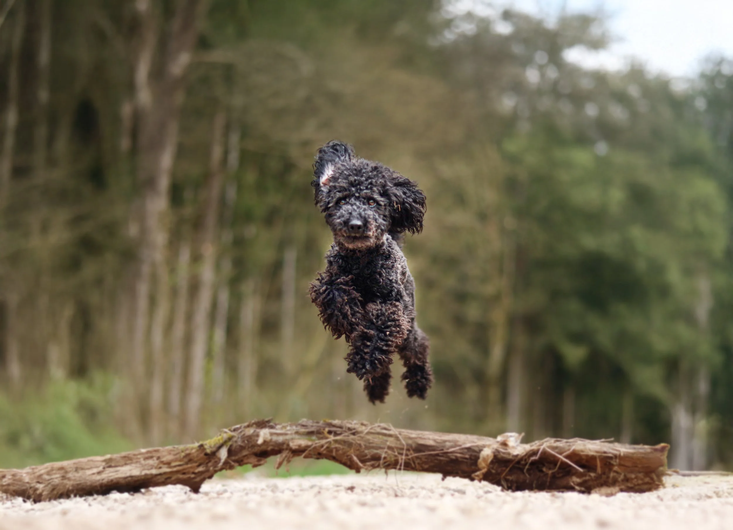 Toby fliegt krass.jpg
