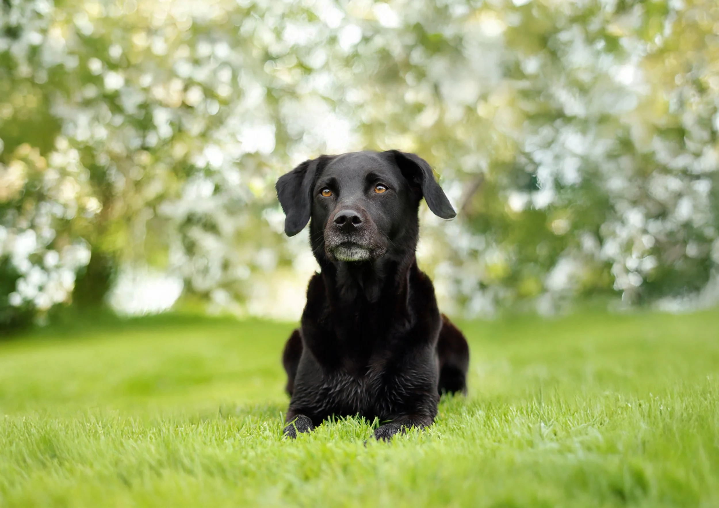 Blacky.3.jpg