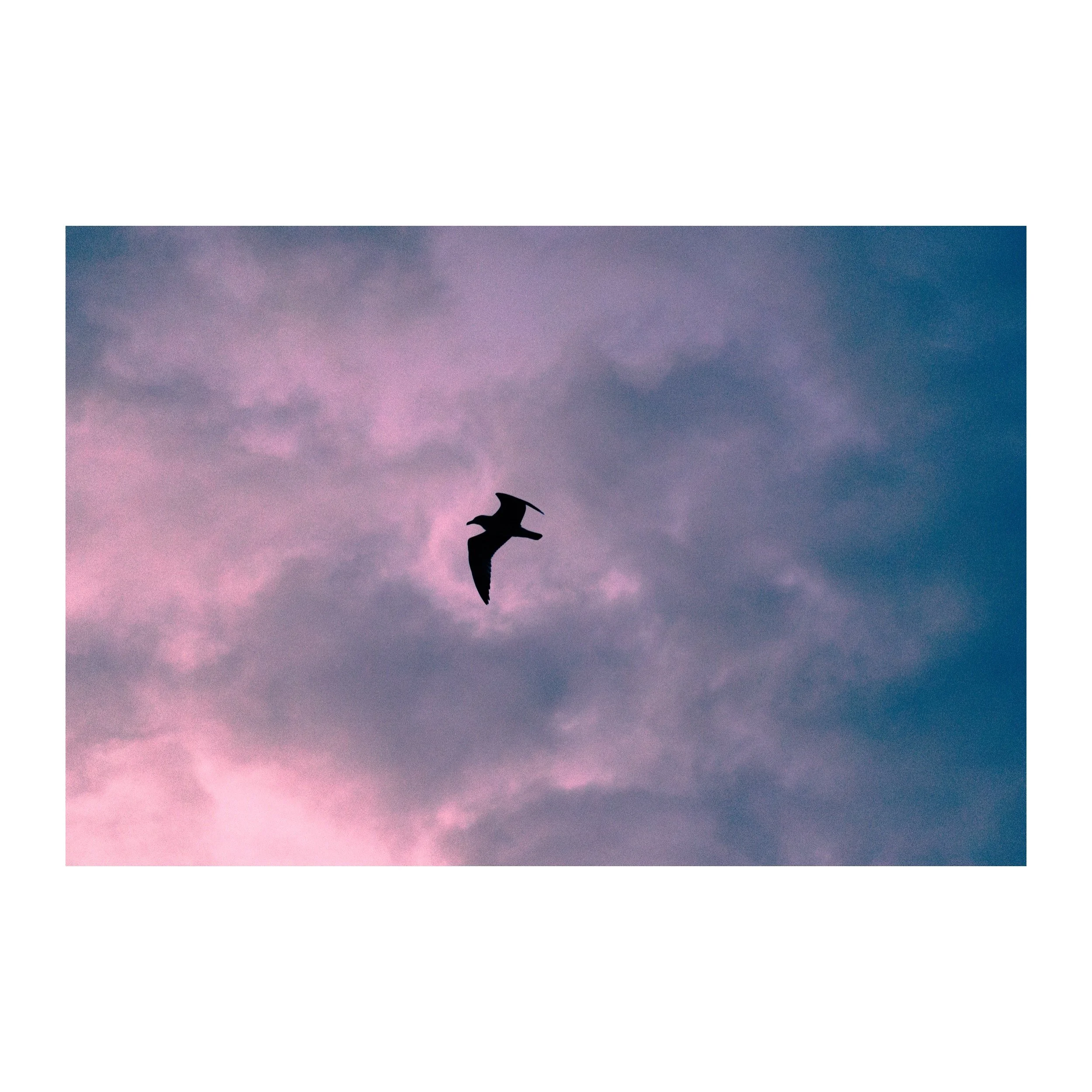 Vol Rose — Tirage d'art