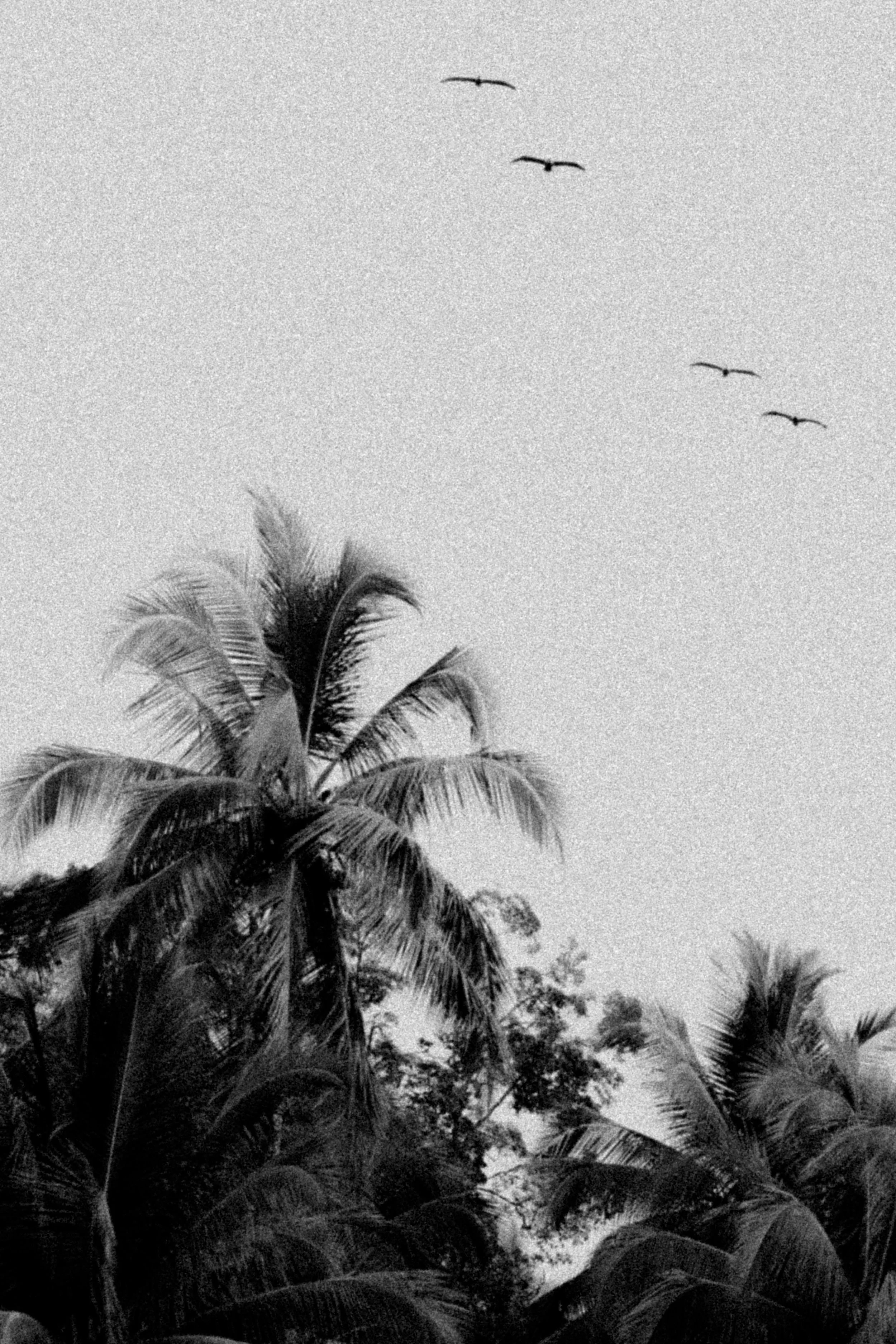 Flight Four B&W — Tirage d'art