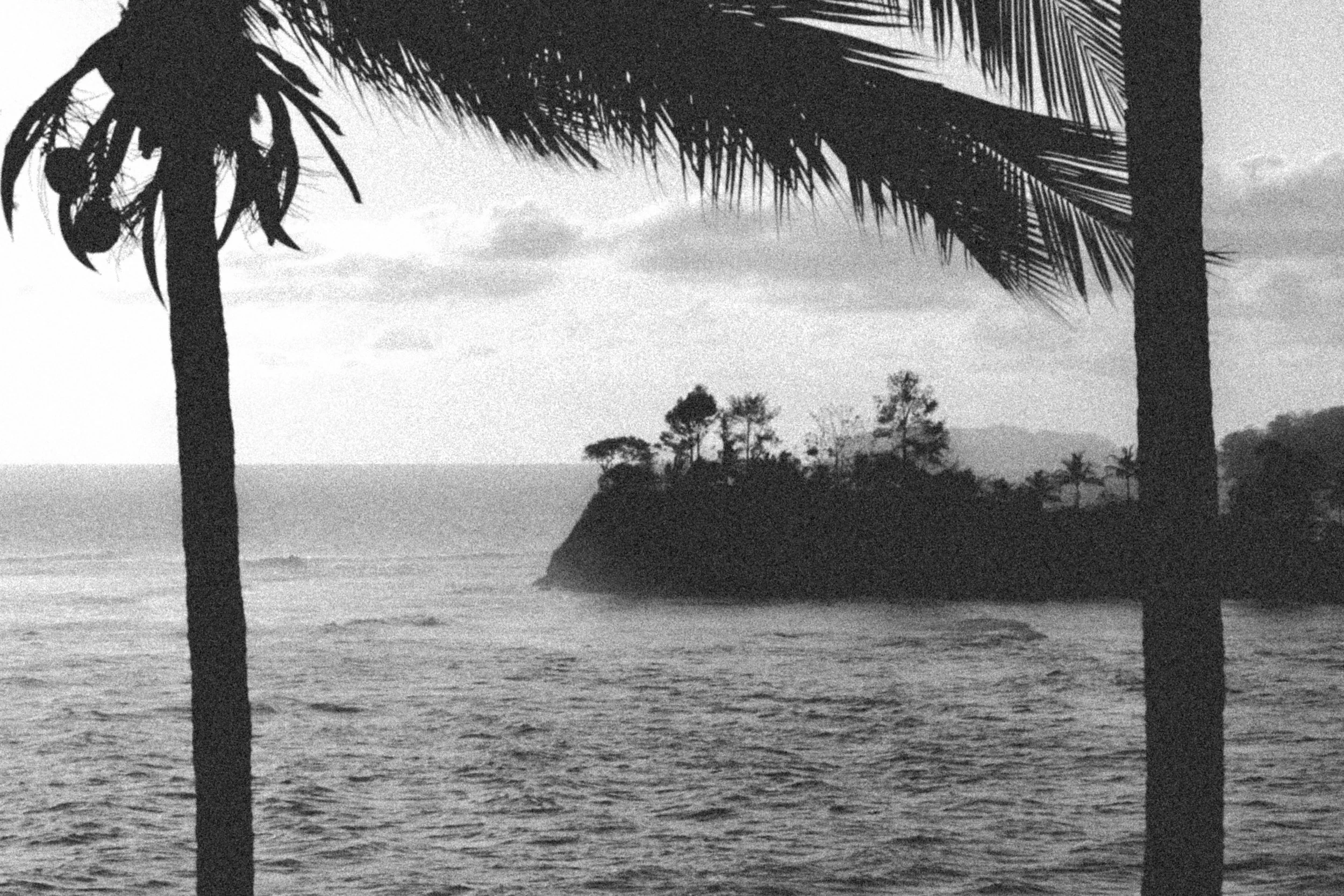 Treedow to freedom B&W — Tirage d'art