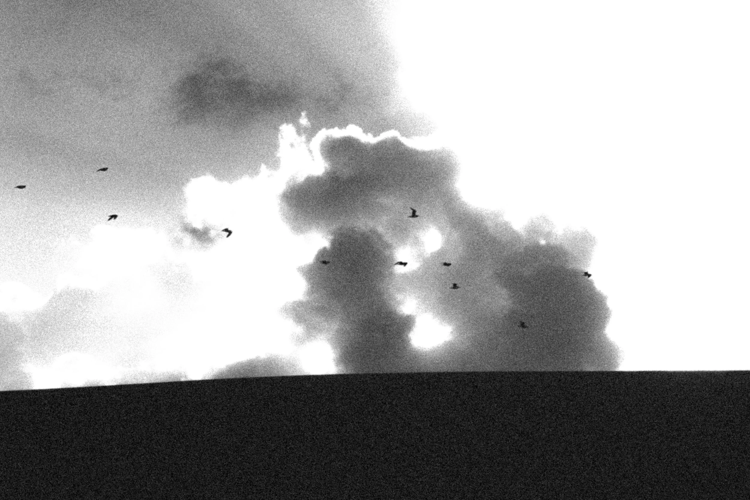 Nous sommes des mouettes B&W — Tirage d'art