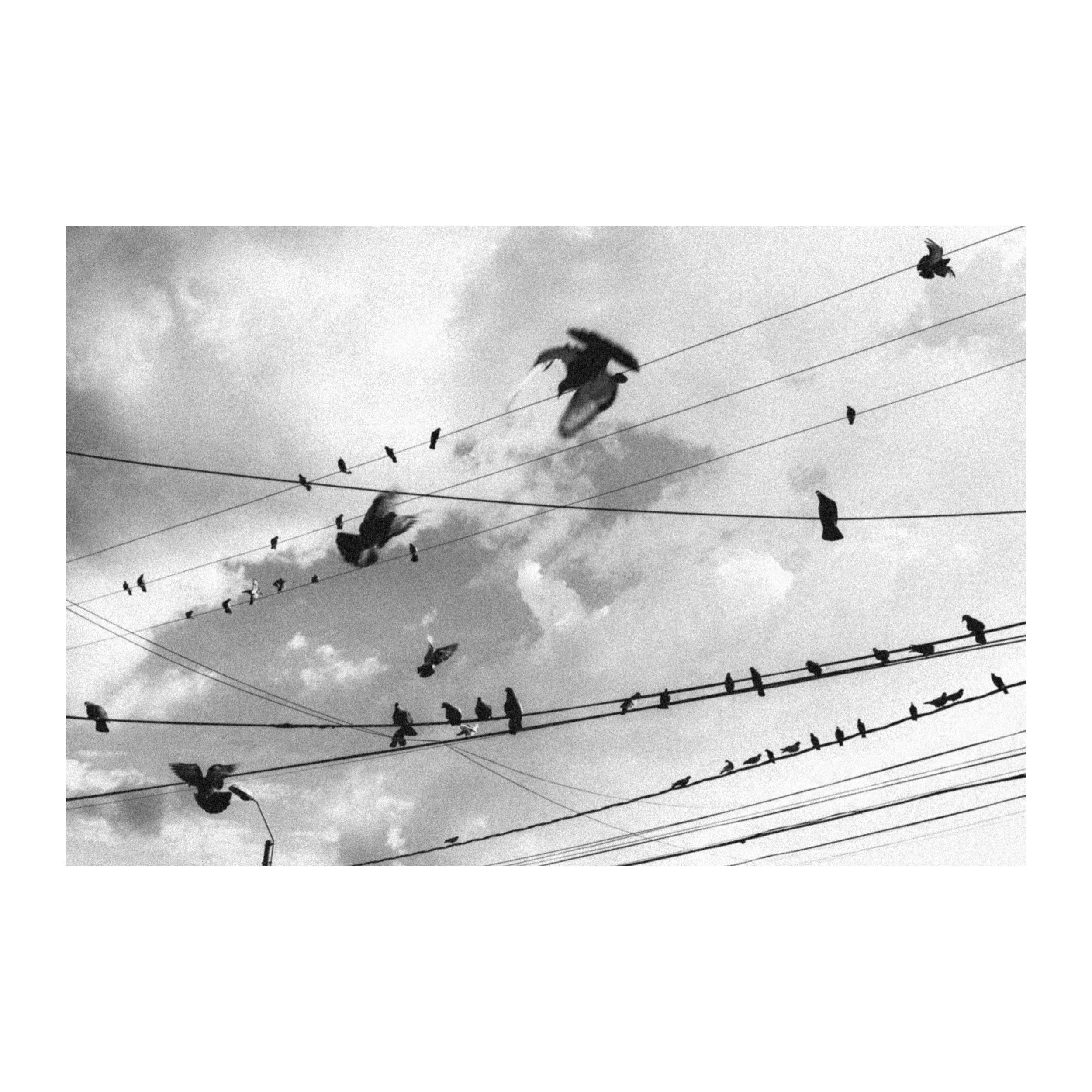 Bird Connection B&W — Tirage d'art