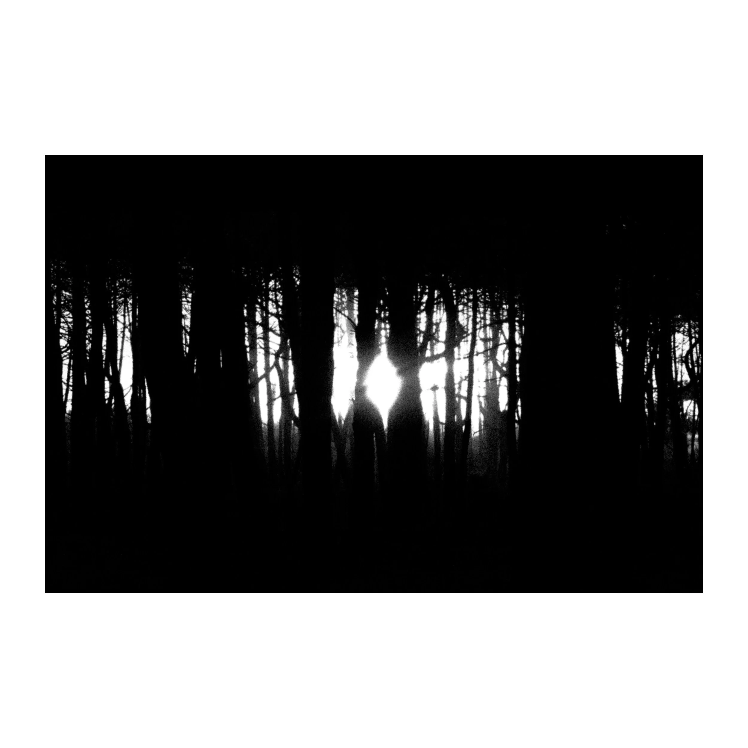 Soleil contre Forêt  B&W — Tirage d'art