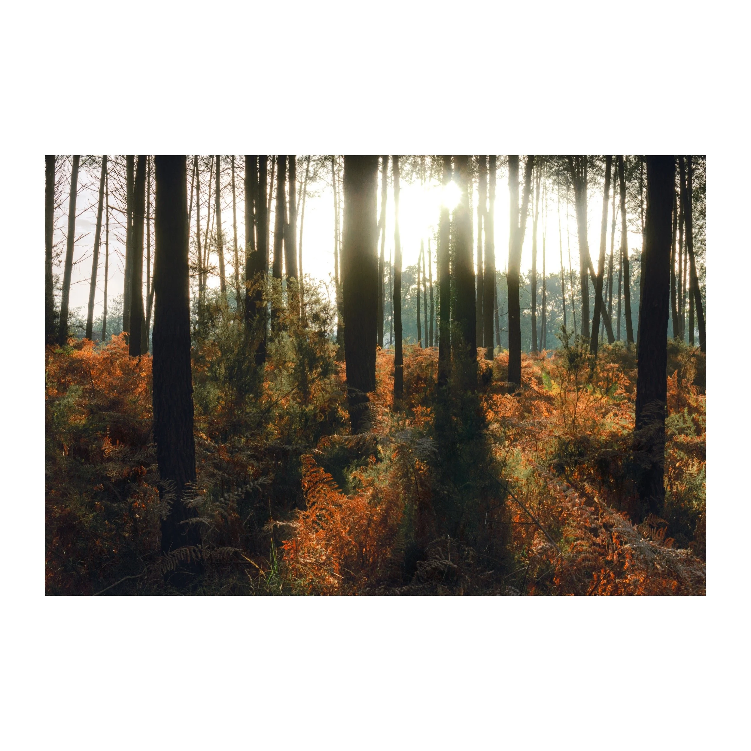 Landes éblouissantes  — Tirage d'art